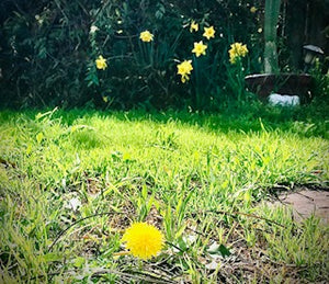 Bohemian Dandelion (Gypsy of the Flowers)